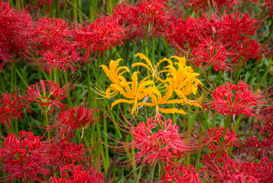 pavoučí lilie (Lycoris)