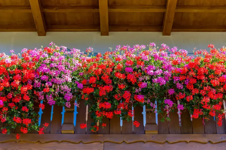 Pelargonie na balkóně a krása jejich květů Pelargonie na balkóně a krása jejich květů
