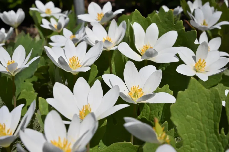 Krevnice, krvavěnka kanadská (Sanguinaria canadensis) 