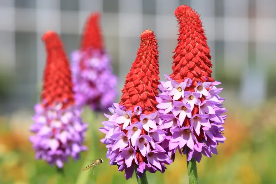 Prvosenka vstavačokvětá (Primula vialii) Prvosenka vstavačokvětá (Primula vialii)