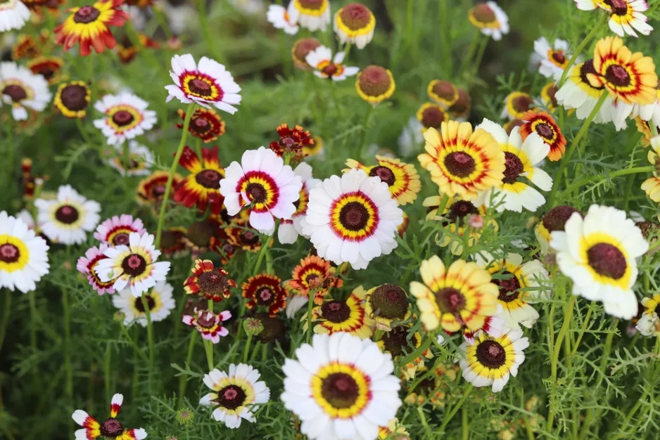 Kopretina kýlnatá (Chrysanthemum carinatum) Kopretina kýlnatá (Chrysanthemum carinatum)