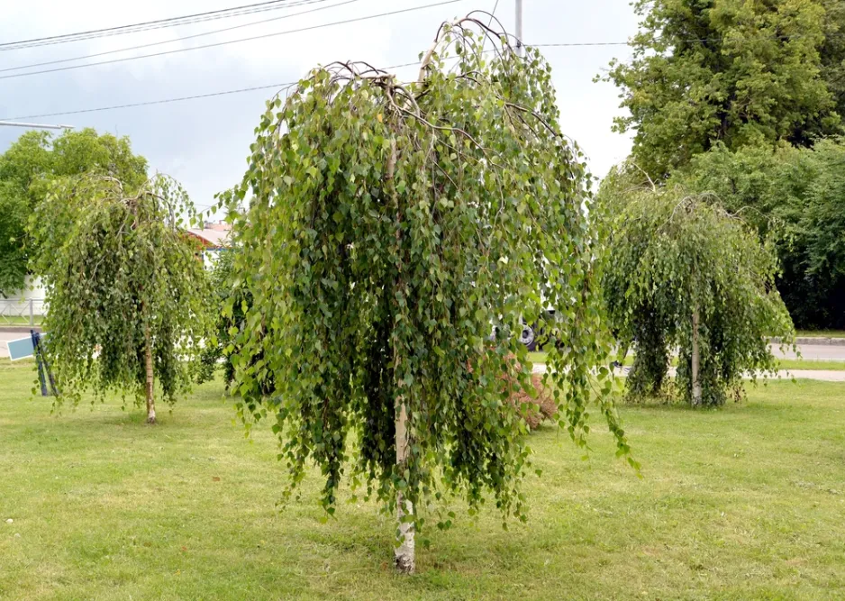 Převislé stromy