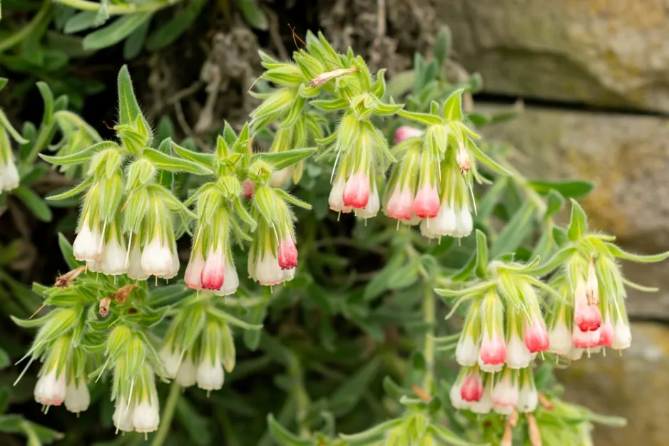 Ruměnice (Onosma alborosea) 