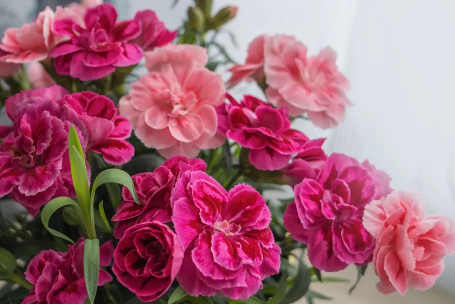 Karafiát (Dianthus) Karafiát (Dianthus)