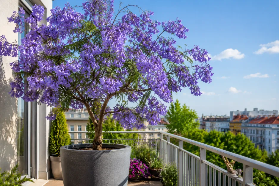 Žakaranda mimózolistá (Jacaranda mimosifolia) Žakaranda mimózolistá (Jacaranda mimosifolia)
