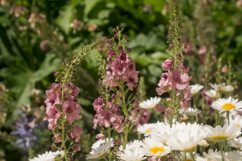 Divizna brunátná (Verbascum phoeniceum) 