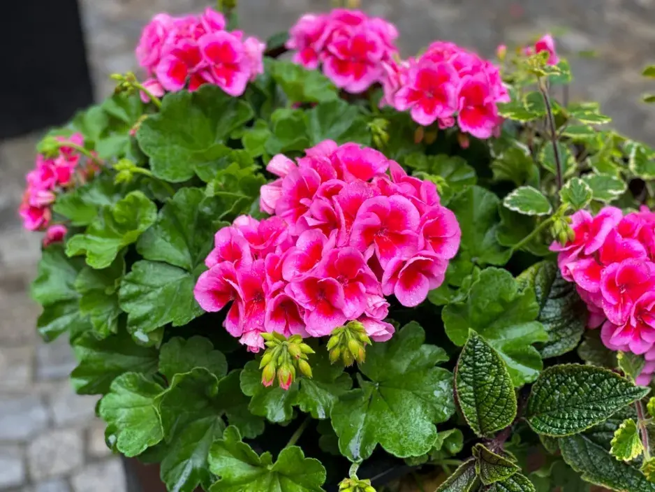 Nejkrásnější pelargonie do truhlíků i záhonů, které kvetou celé léto a slimáky příliš nelákají Nejkrásnější pelargonie do truhlíků i záhonů, které kvetou celé léto a slimáky příliš nelákají