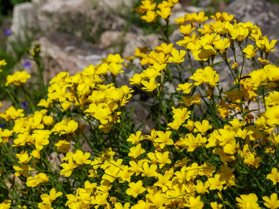 zlatý len (Linum flavum) zlatý len (Linum flavum)