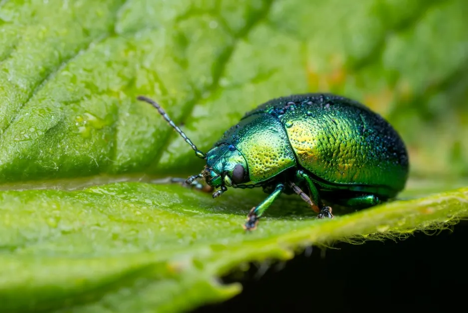 Mandelinka mátová (Chrysolina herbacea) 