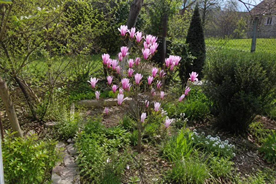 Okrasný keř magnolie Okrasný keř magnolie