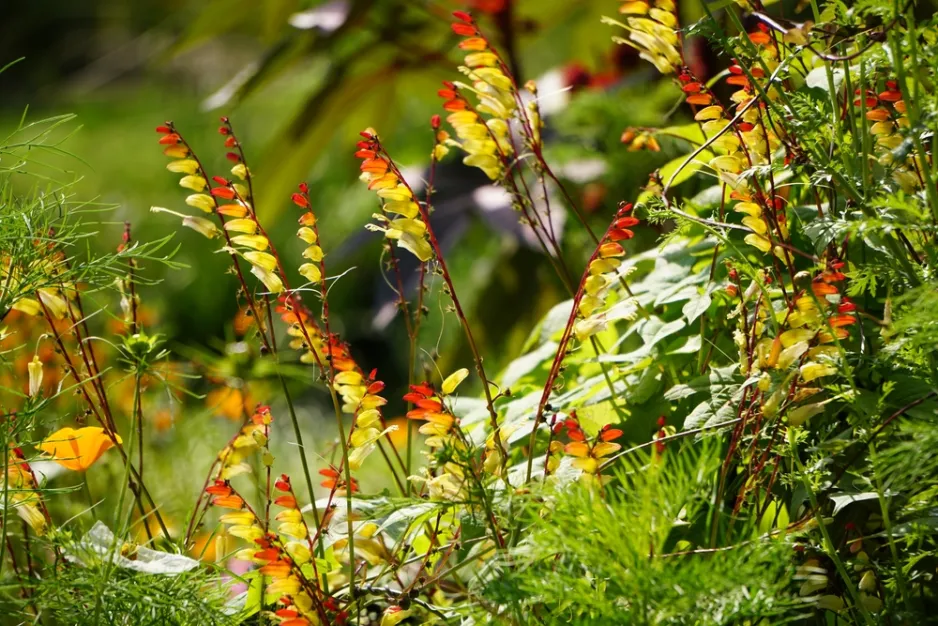 povíjnice laločnatá (Ipomoea lobata, dříve Mina lobata) povíjnice laločnatá (Ipomoea lobata, dříve Mina lobata)