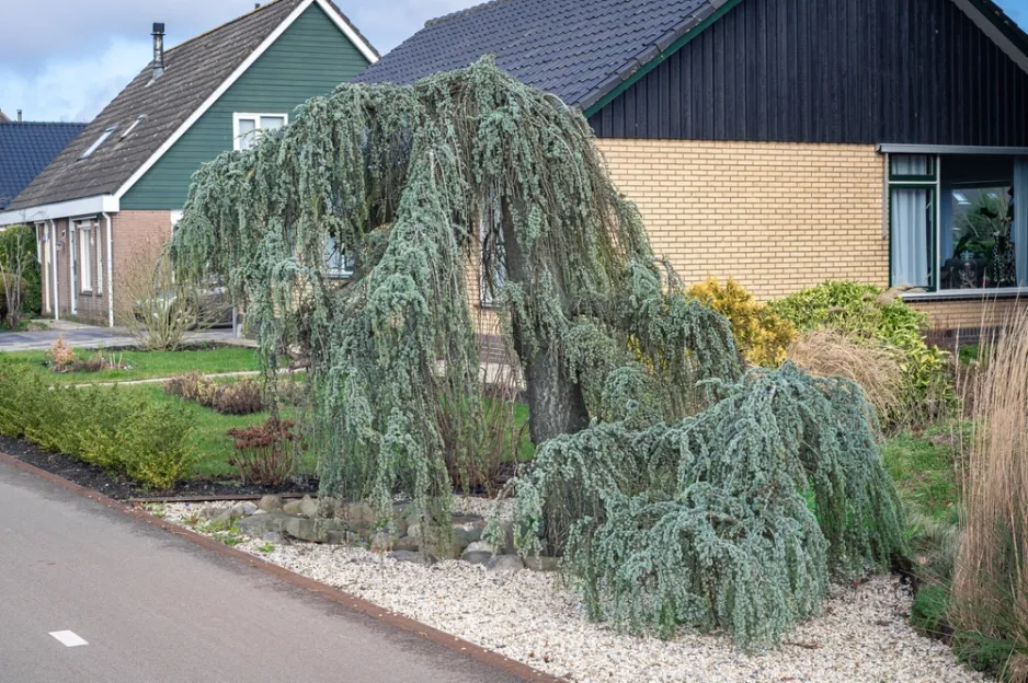 Cedry v zahradě jsou vždy dominantou celého prostoru Cedry v zahradě jsou vždy dominantou celého prostoru