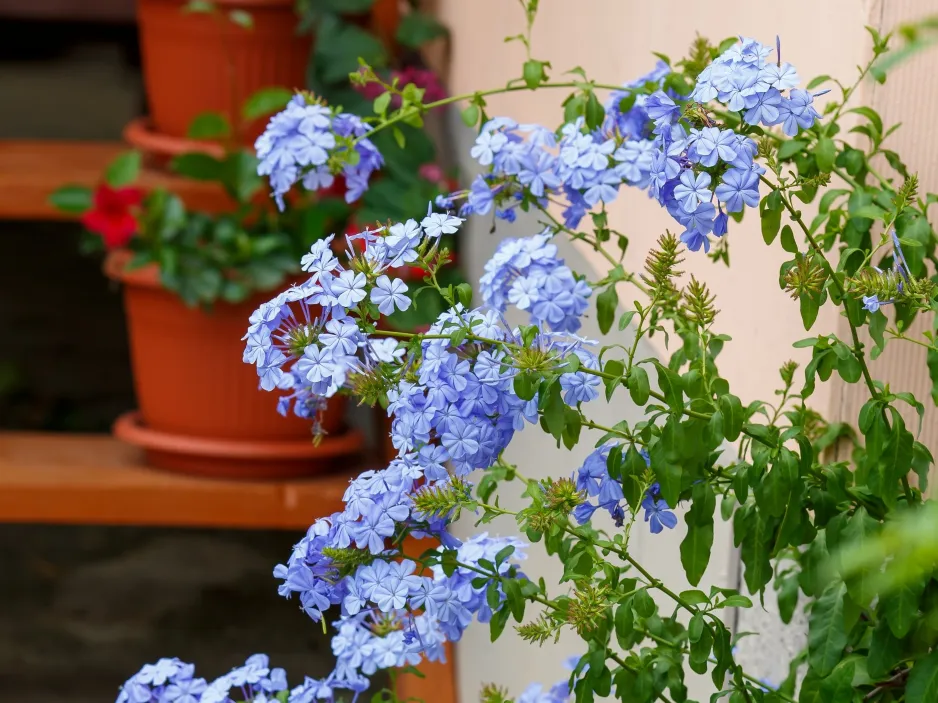olověnec ouškatý (Plumbago auriculata) olověnec ouškatý (Plumbago auriculata)