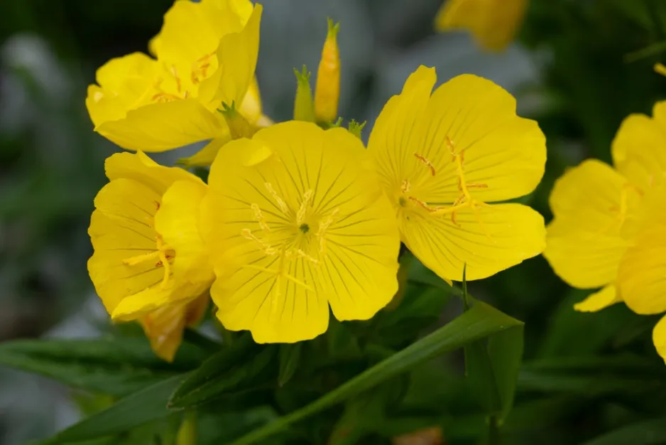 Pupalka missourská (Oenothera macrocarpa) Pupalka missourská (Oenothera macrocarpa)