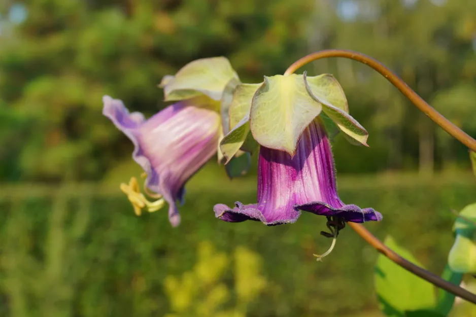 Vilec šplhavý neboli kobea (Cobaea scandens) Vilec šplhavý neboli kobea (Cobaea scandens)