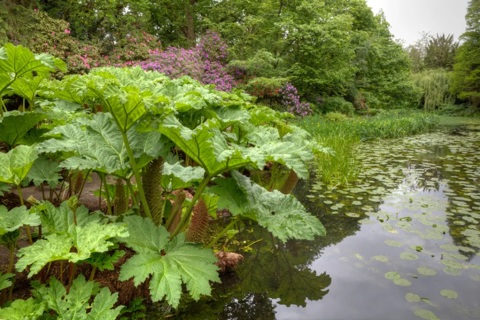 Barota rukávovitá (Gunnera manicata) Barota rukávovitá (Gunnera manicata)