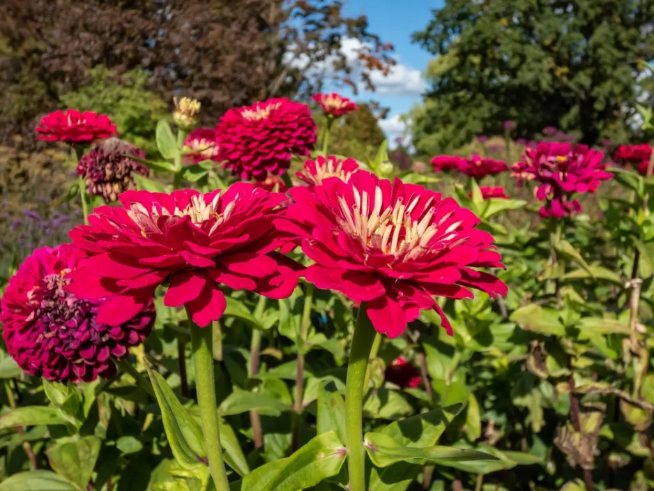 Zinnia elegans Zinnia elegans