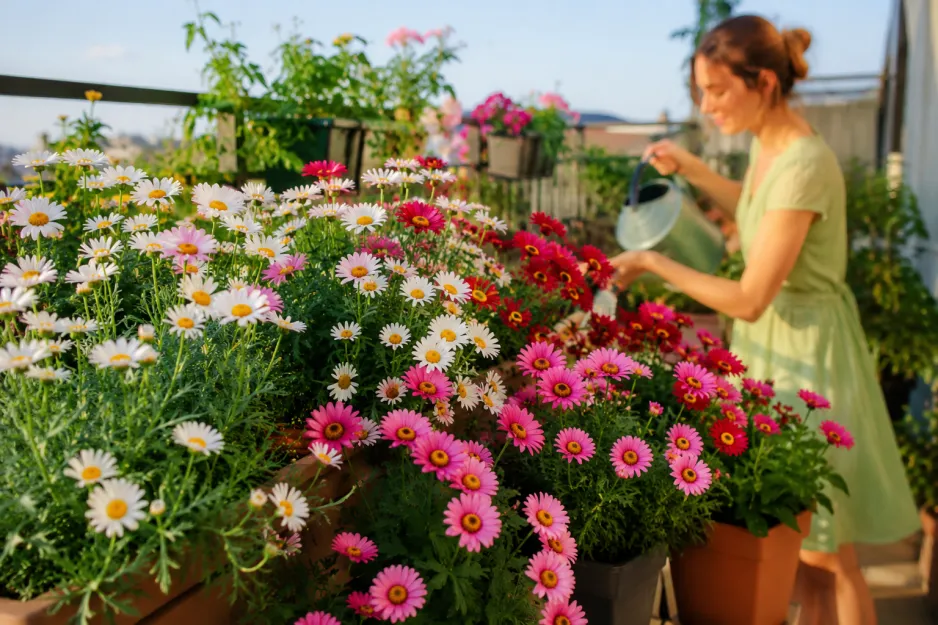 Kopretinovec nebo i kopretina pařížská (Argyranthemum) Kopretinovec nebo i kopretina pařížská (Argyranthemum)