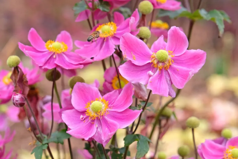 Sasanka hupejská neboli podzimní sasanka (Anemone hupehensis) Sasanka hupejská neboli podzimní sasanka (Anemone hupehensis)