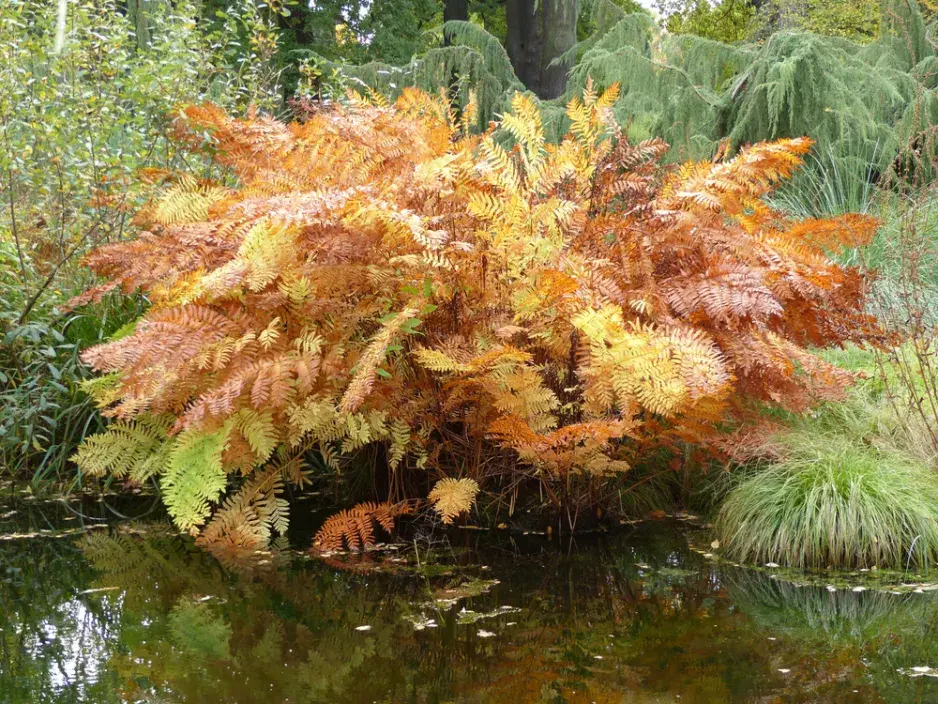 podezřeň královská (Osmunda regalis) podezřeň královská (Osmunda regalis)