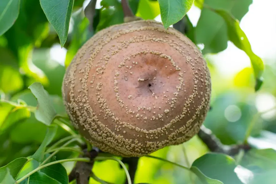 Moniliová choroba Moniliová choroba