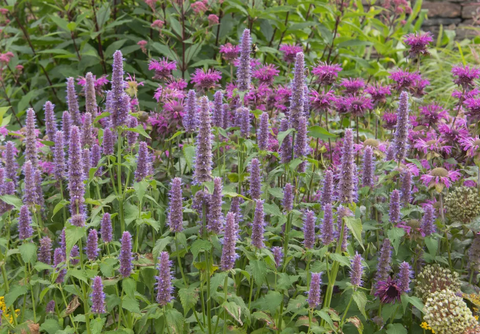 Agastache fenyklová neboli anýzová (Agastache foeniculum) Agastache fenyklová neboli anýzová (Agastache foeniculum)