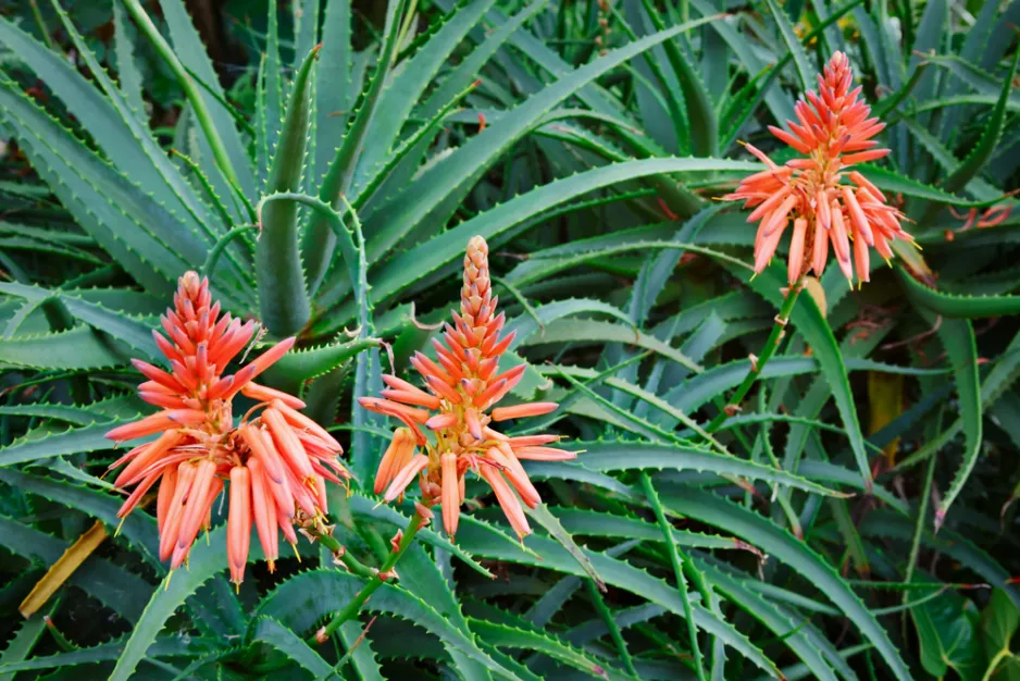 Aloe na zahradě poutá veškerou pozornost Aloe na zahradě poutá veškerou pozornost