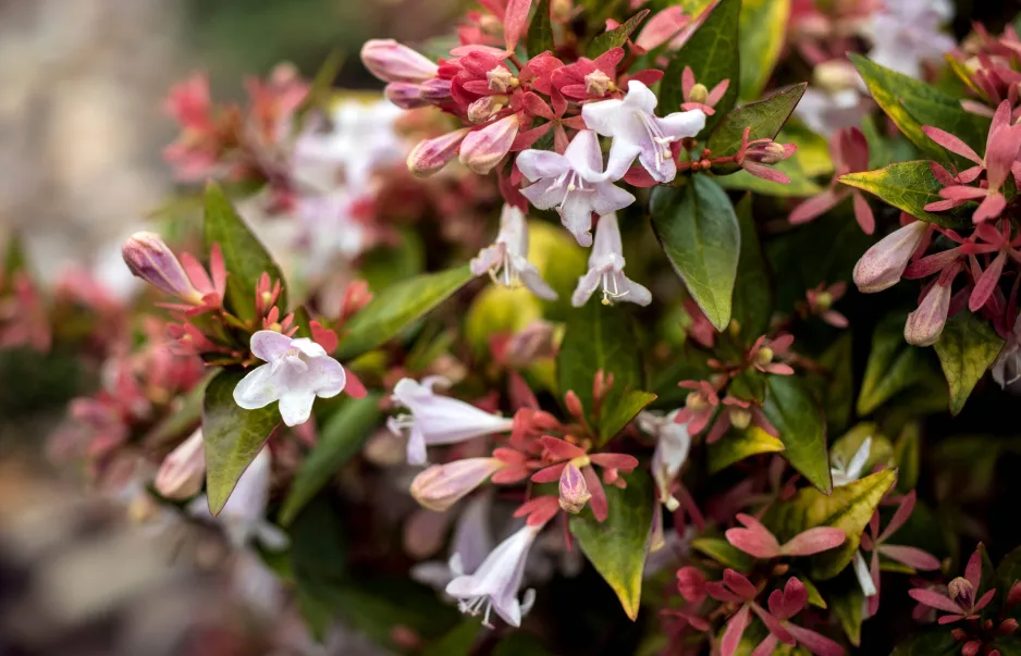 Abélie velkokvětá (Abelia × grandiflora) 