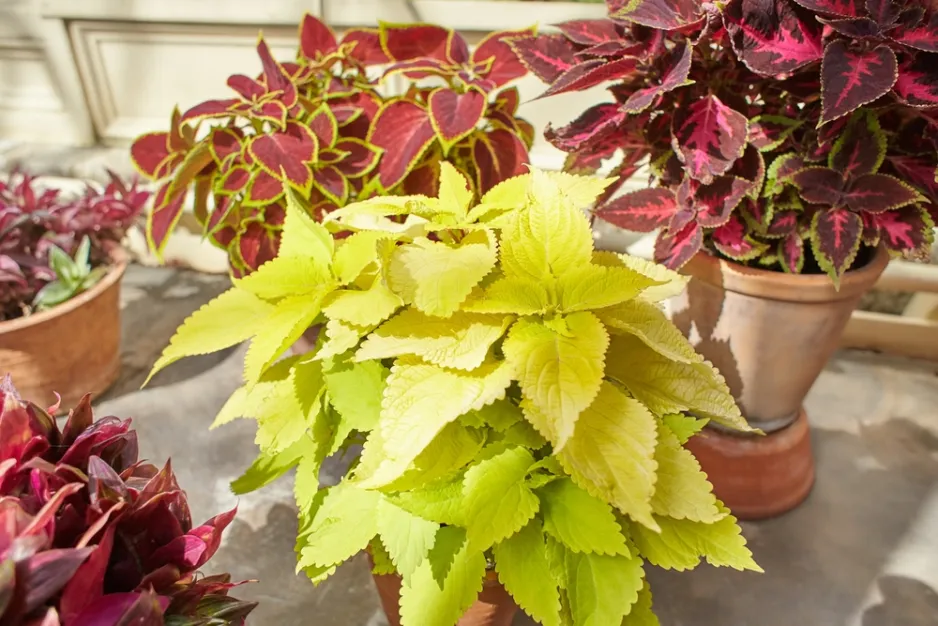 africká kopřiva (Coleus scutellarioides) africká kopřiva (Coleus scutellarioides)