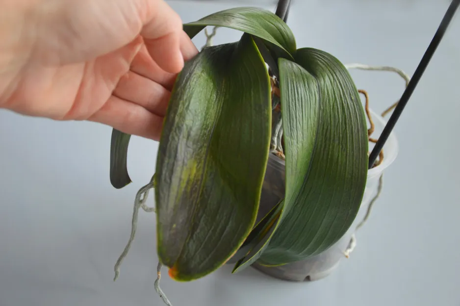 Orchidej Orchidej