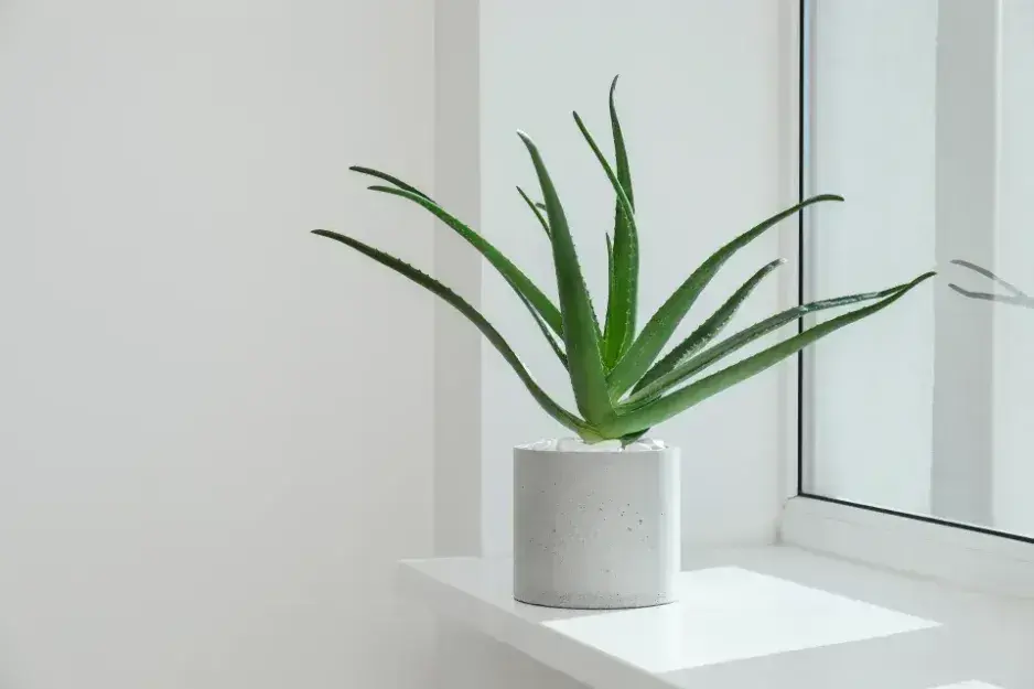 Péče o aloe vera Péče o aloe vera