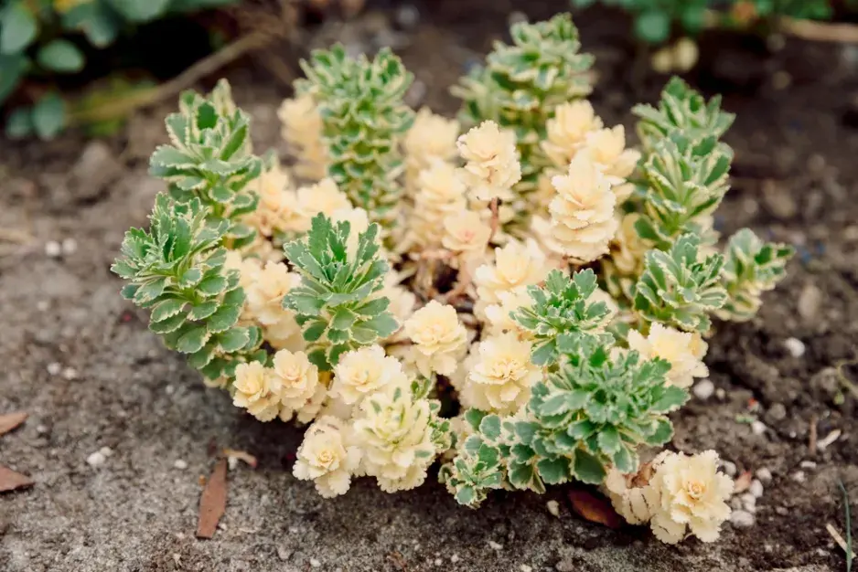 Rozchodník takesimenský (Sedum takesimense) 'Atlantis' 