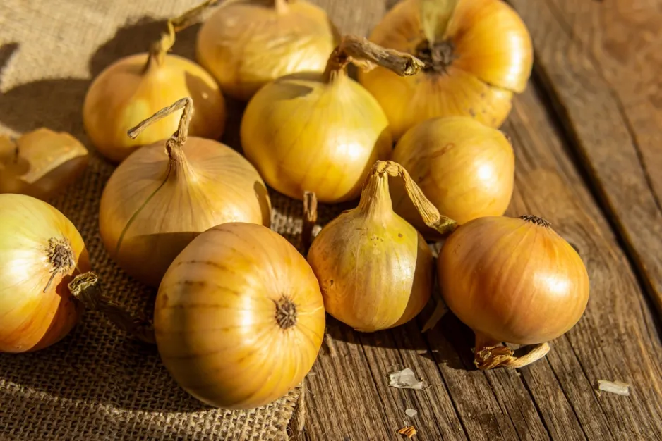 Uskladnění cibule Uskladnění cibule