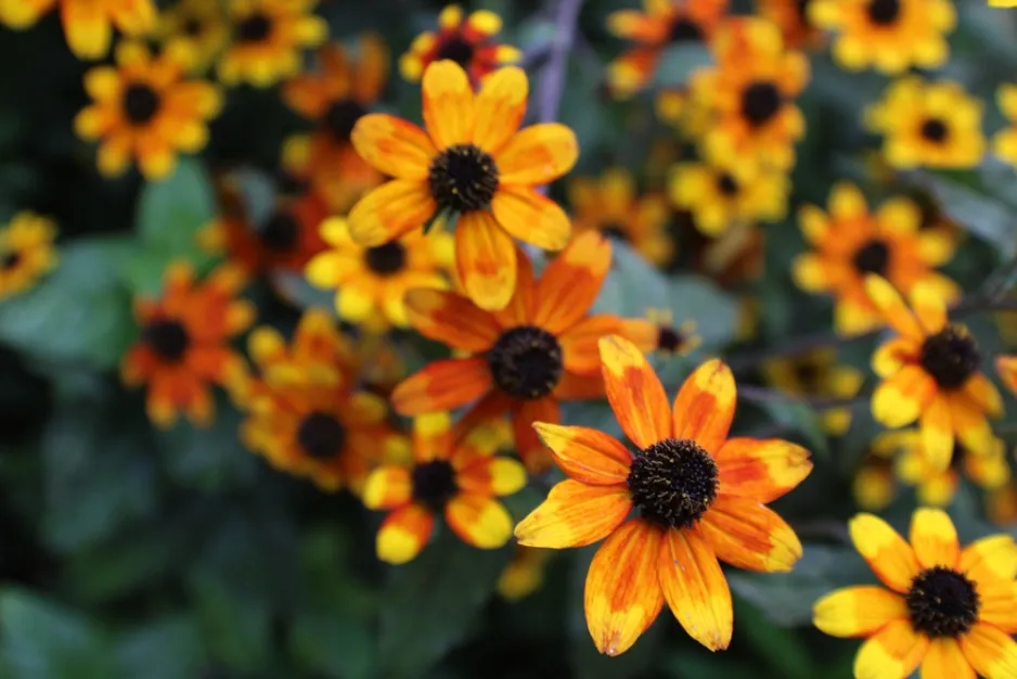 Třapatka trojlaločná (Rudbeckia triloba) 'Prairie Glow' Třapatka trojlaločná (Rudbeckia triloba) 'Prairie Glow'