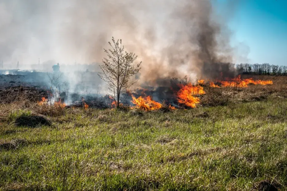 Výběr rostlin na zahradu, které se hodí do sušších míst. Nebo kdyby hořelo