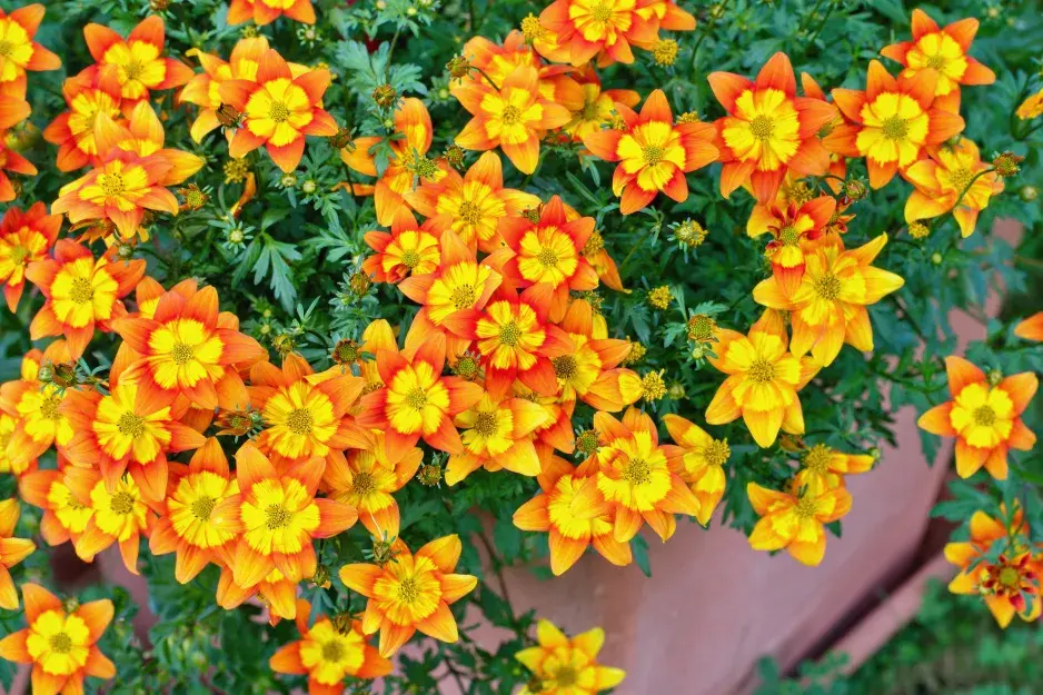 Bidens Bidens