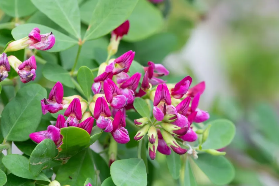 Lespedézie Thunbergova (Lespedeza thunbergii) Lespedézie Thunbergova (Lespedeza thunbergii)