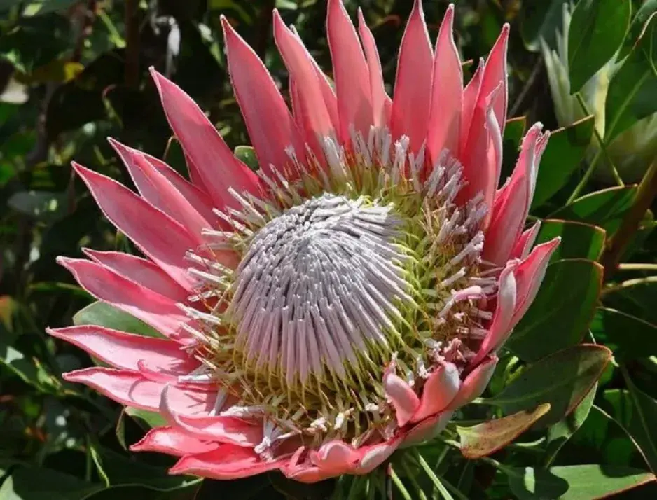 Královská protea