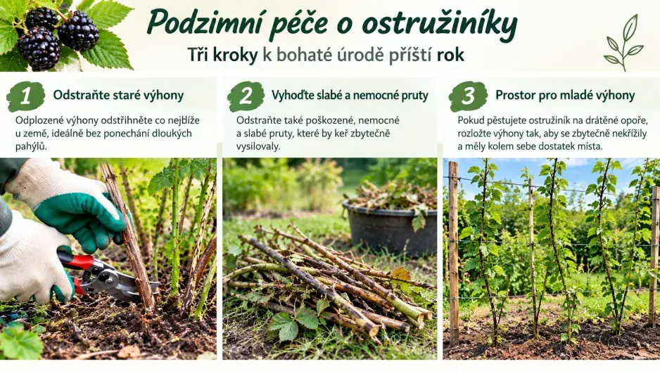ostružiny na podzim ostružiny na podzim