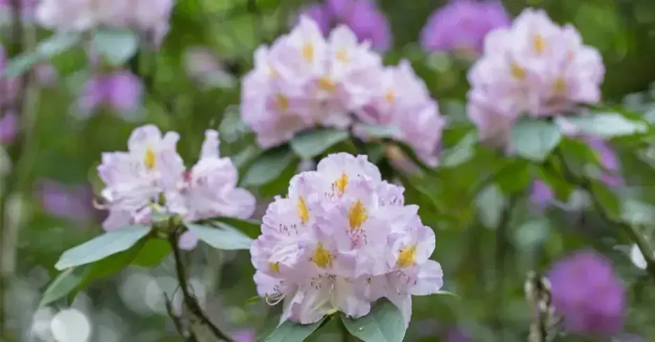 Výsadba rododendronů