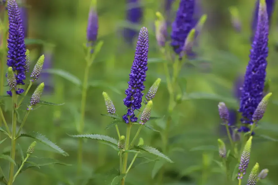 Veronica longifolia Veronica longifolia