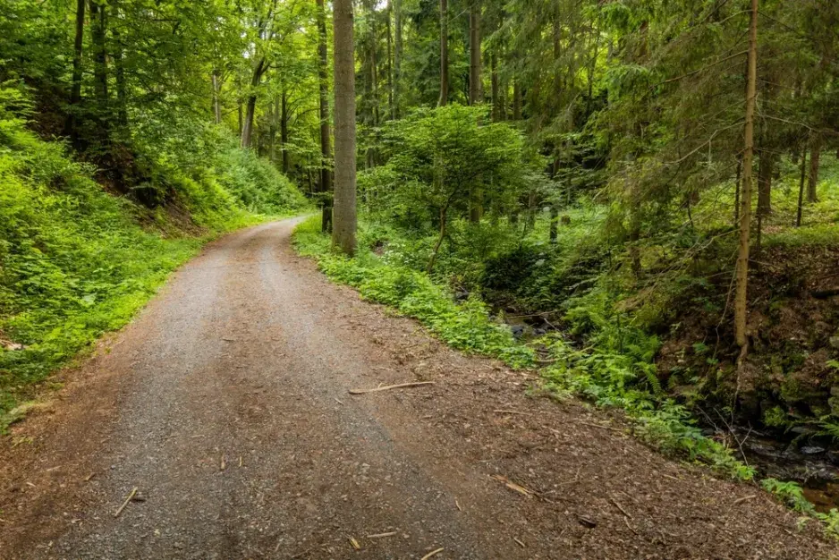 Co si z lesa můžete odnést na podzimní dekorace a co tam raději nechat Co si z lesa můžete odnést na podzimní dekorace a co tam raději nechat