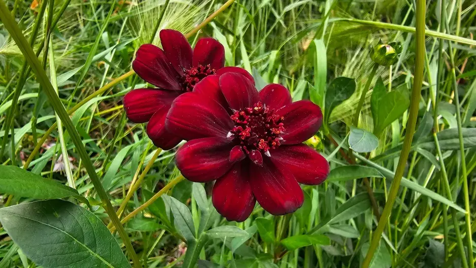 Krásenka čokoládová