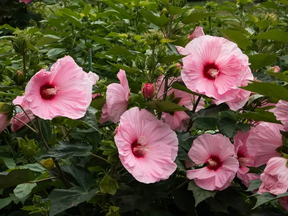 Hibiscus moscheutos Hibiscus moscheutos