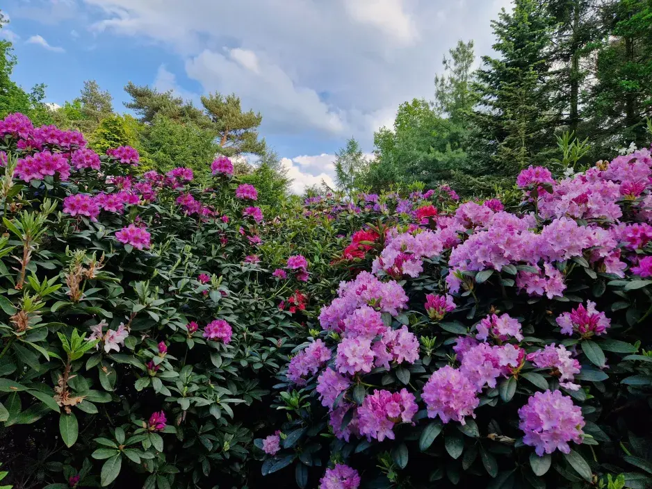 Zazimování rododendronů Zazimování rododendronů