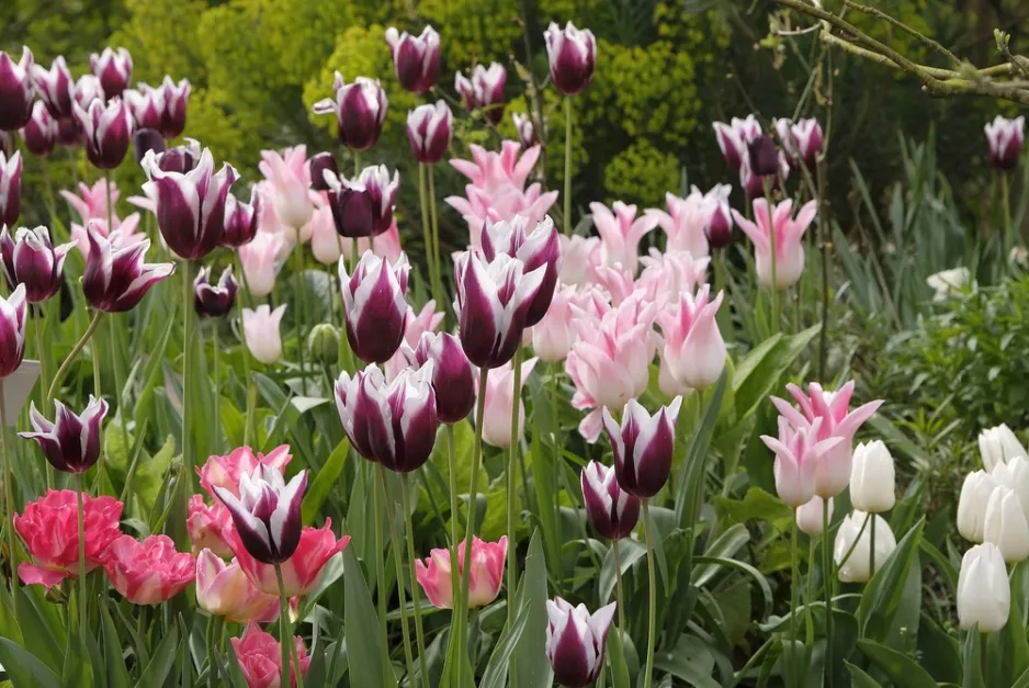 výsadba tulipánů