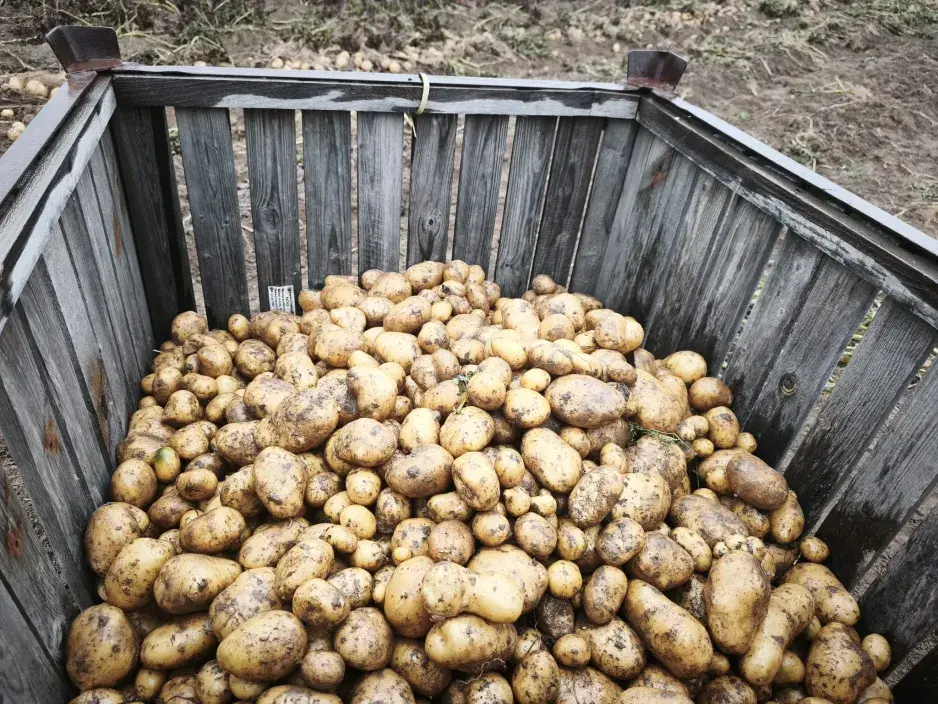 Skladování brambor Skladování brambor