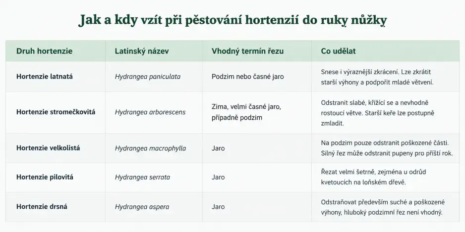 řez hortenzií řez hortenzií