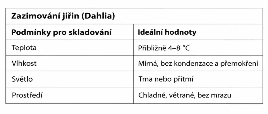 zazimování jiřin
