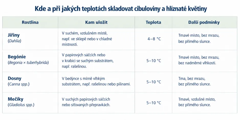 zazimování cibulovin